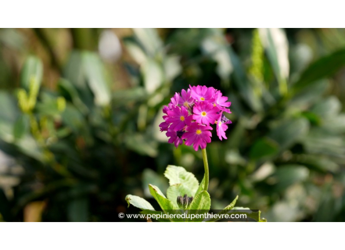PRIMULA denticulata 'Rubin'