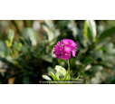 PRIMULA denticulata 'Rubin'