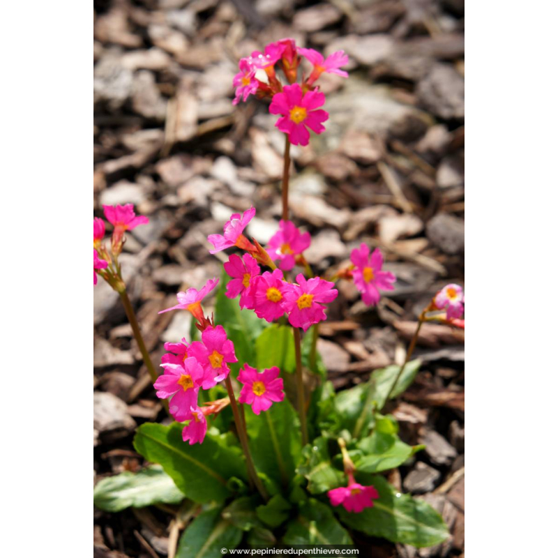 PRIMULA rosea 'Grandiflora'