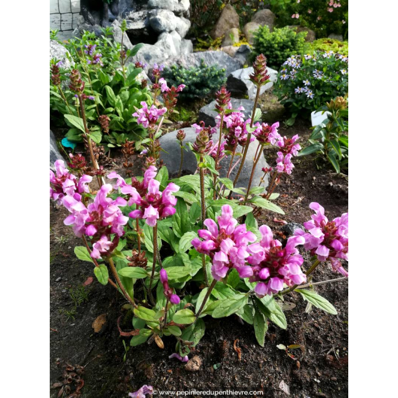 PRUNELLA grandiflora 'Bella Rose', Brunelle rose - Pépinière du Penthièvre