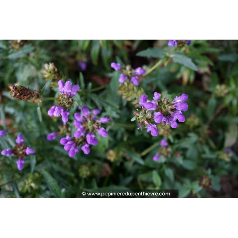 PRUNELLA grandiflora 'Bella Violet'