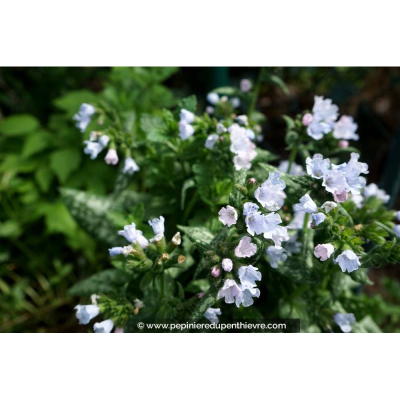 PULMONARIA 'Opal'