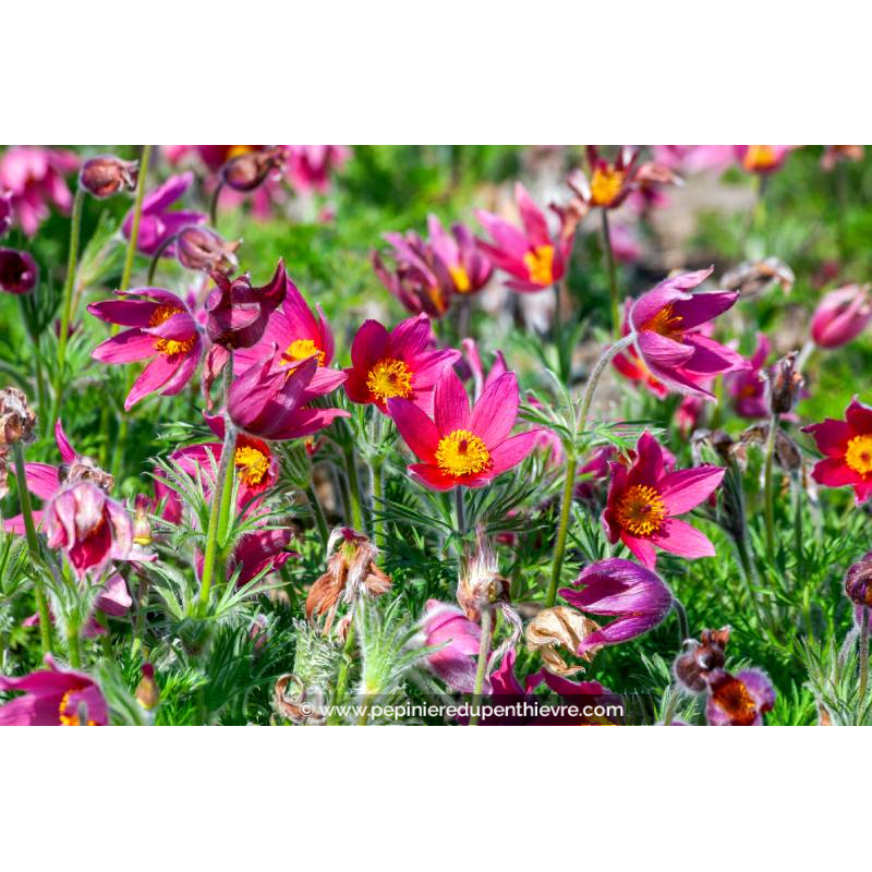 PULSATILLA vulgaris 'Rubra'