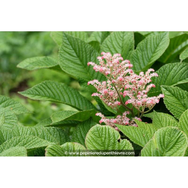 RODGERSIA henrici