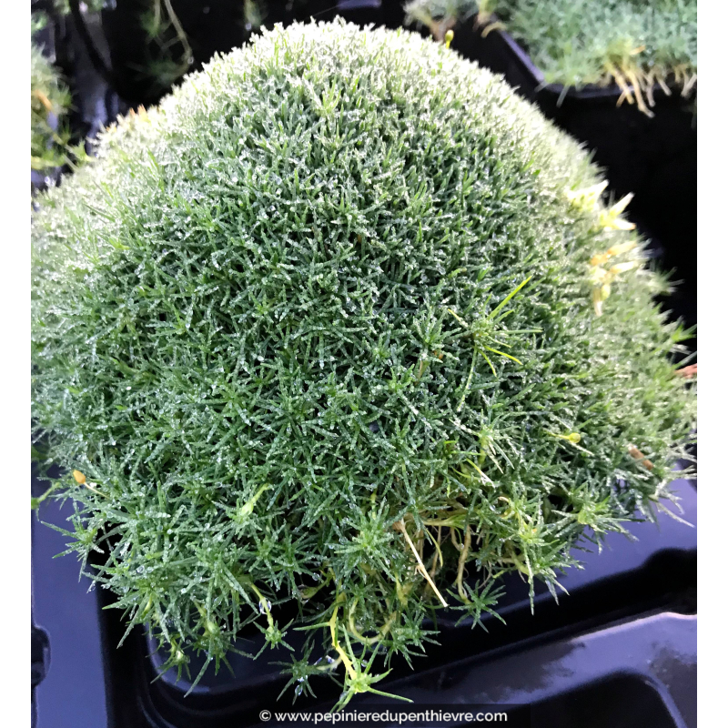 SAGINA subulata 'Green Moss', Sagine subulée - Pépinière du Penthièvre