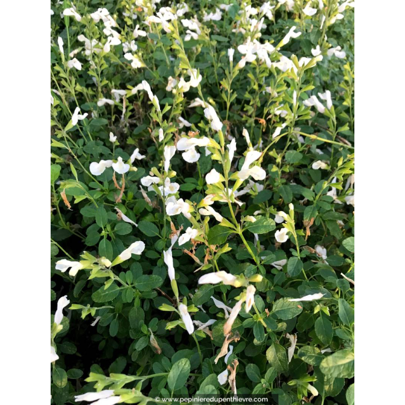 SALVIA microphylla 'Gletsjer'