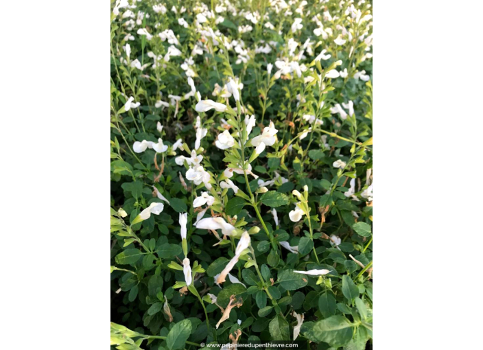 SALVIA microphylla 'Gletsjer'