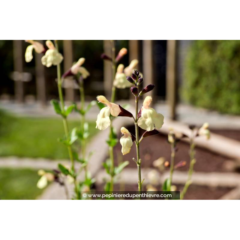 SALVIA 'Melen'