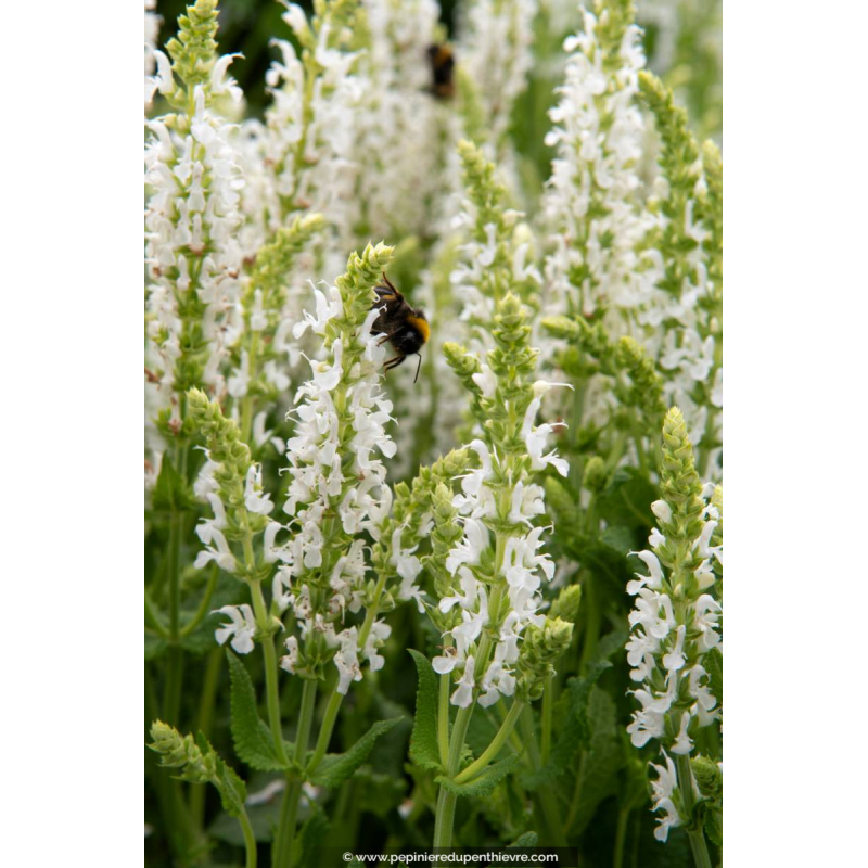 SALVIA nemorosa 'Schneehügel'