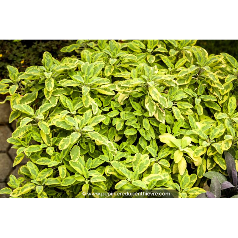 SALVIA officinalis 'Icterina'