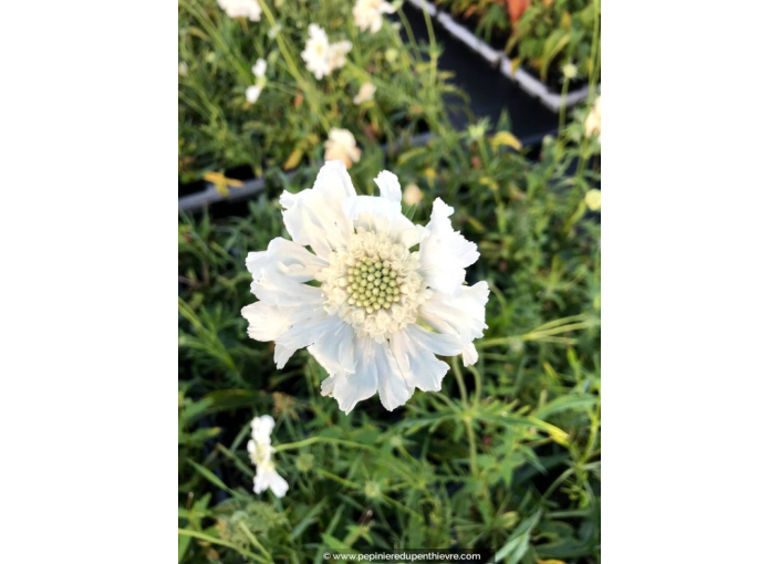 SCABIOSA caucasica 'Alba', Scabieuse Caucase blanc - Pépinière du Penthièvre