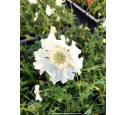 SCABIOSA caucasica 'Alba', Scabieuse Caucase blanc - Pépinière du Penthièvre