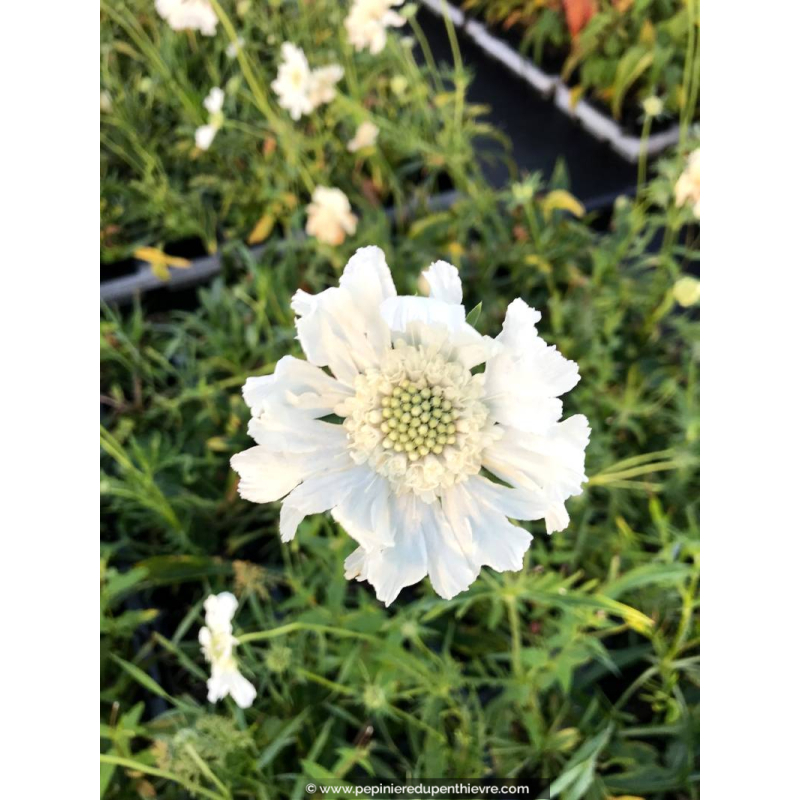 SCABIOSA caucasica 'Alba'