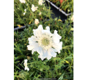 SCABIOSA caucasica 'Alba'