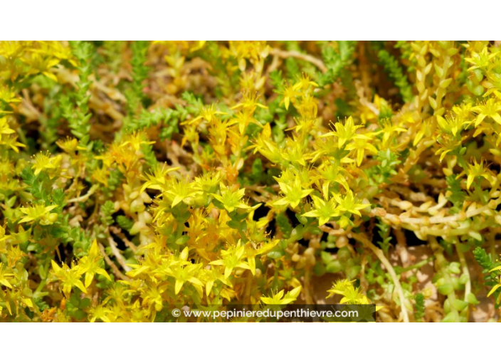 SEDUM acre