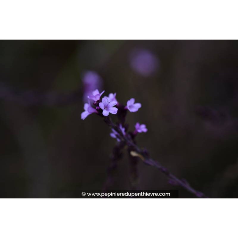 VERBENA officinalis 'Bampton'