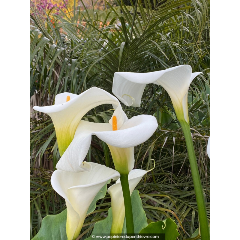 ZANTEDESCHIA aethiopica 'Crowborough'