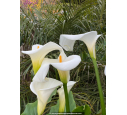 ZANTEDESCHIA aethiopica 'Crowborough'