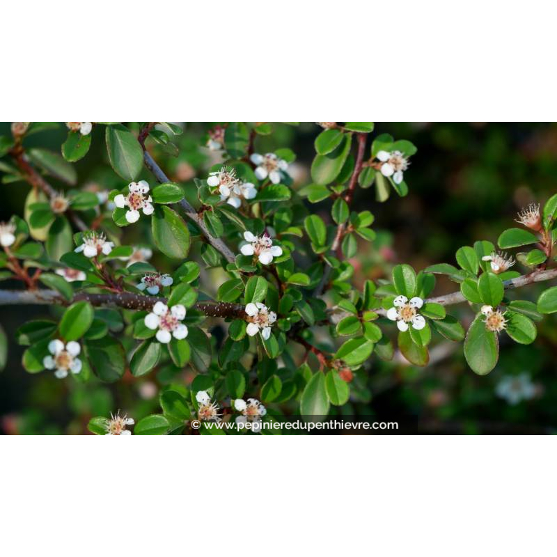 COTONEASTER dammeri 'Eichholz' - Printemps
