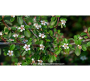 COTONEASTER dammeri 'Eichholz' - Printemps COTONEASTER dammeri 'Eichholz' - Printemps