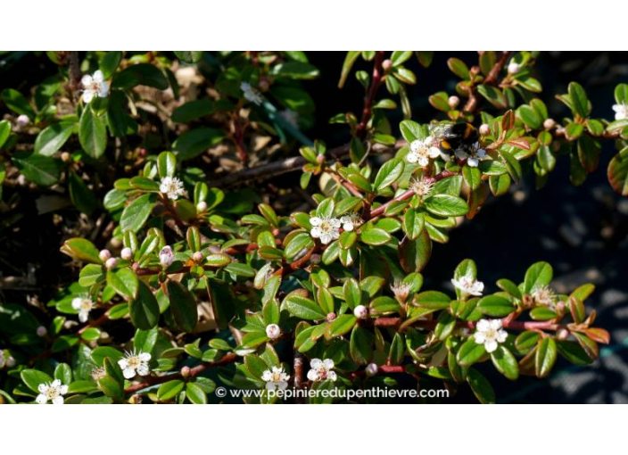 COTONEASTER dammeri 'Major' - Printemps