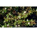 COTONEASTER dammeri 'Major' - Printemps