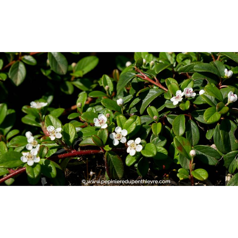 COTONEASTER dammeri 'Radicans' - Printemps