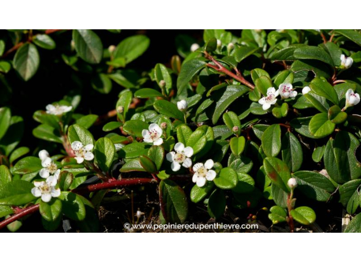 COTONEASTER dammeri 'Radicans' - Printemps