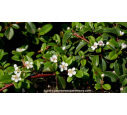 COTONEASTER dammeri 'Radicans' - Printemps COTONEASTER dammeri 'Radicans' - Printemps