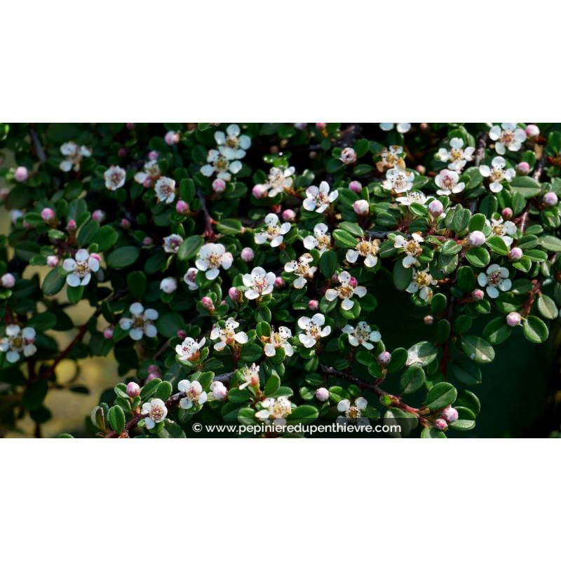 COTONEASTER microphyllus 'Streib's Findling' - Printemps
