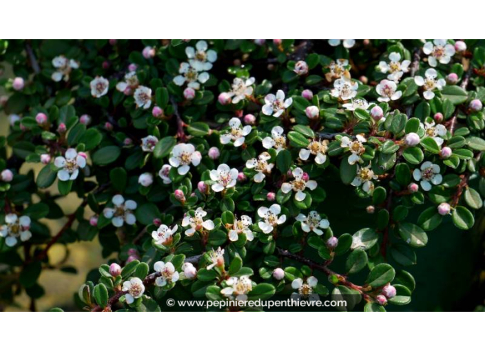 COTONEASTER microphyllus 'Streib's Findling' - Printemps