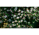 COTONEASTER microphyllus 'Streib's Findling' - Printemps