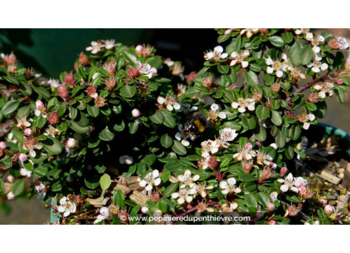 COTONEASTER microphyllus 'Streib's Findling' - Printemps