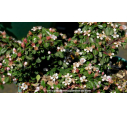 COTONEASTER microphyllus 'Streib's Findling' - Printemps