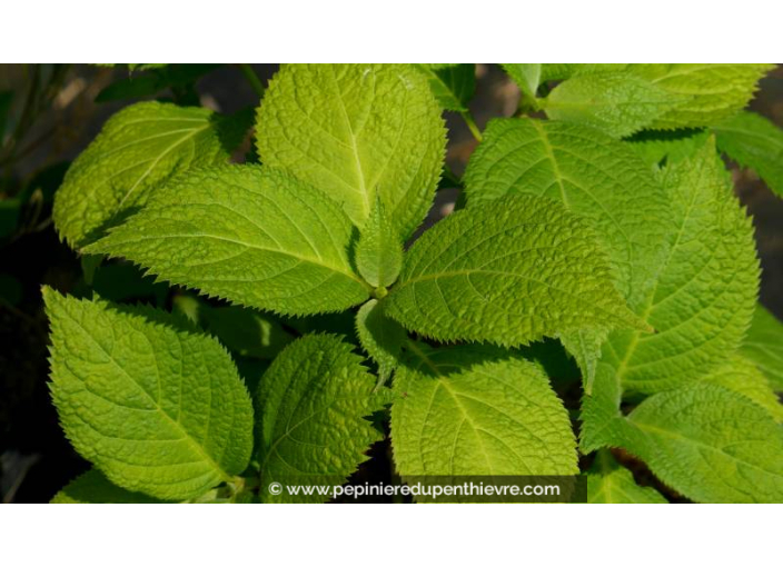 DEINANTHE bifida 'Pink Kii'