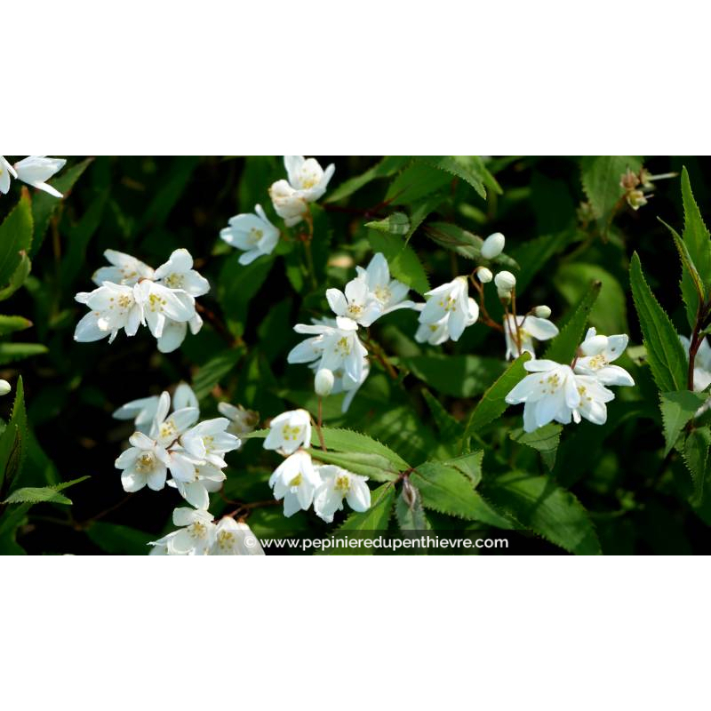 DEUTZIA crenata 'Nikko' - Printemps