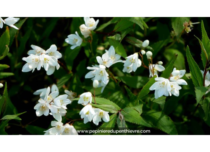 DEUTZIA crenata 'Nikko' - Printemps