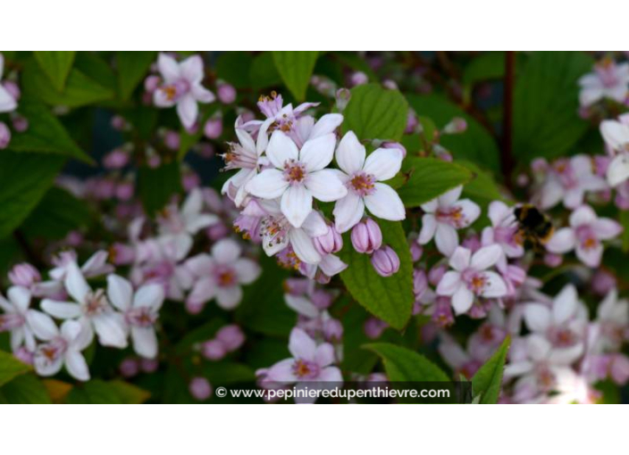 DEUTZIA x hybrida 'Mont Rose' - Printemps