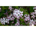 DEUTZIA x hybrida 'Mont Rose' - Printemps
