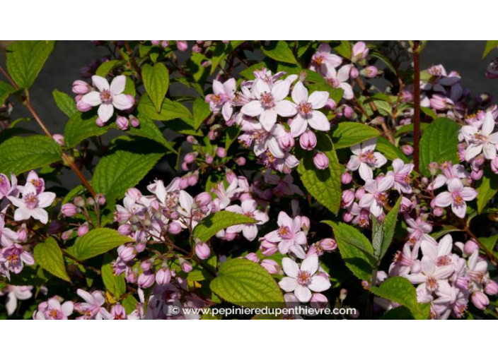 DEUTZIA x hybrida 'Mont Rose' - Printemps