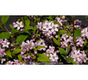 DEUTZIA x hybrida 'Mont Rose' - Printemps