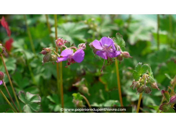 GERANIUM macrorrhizum 'Bevan's Variety' - Printemps