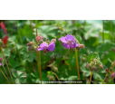 GERANIUM macrorrhizum 'Bevan's Variety' - Printemps