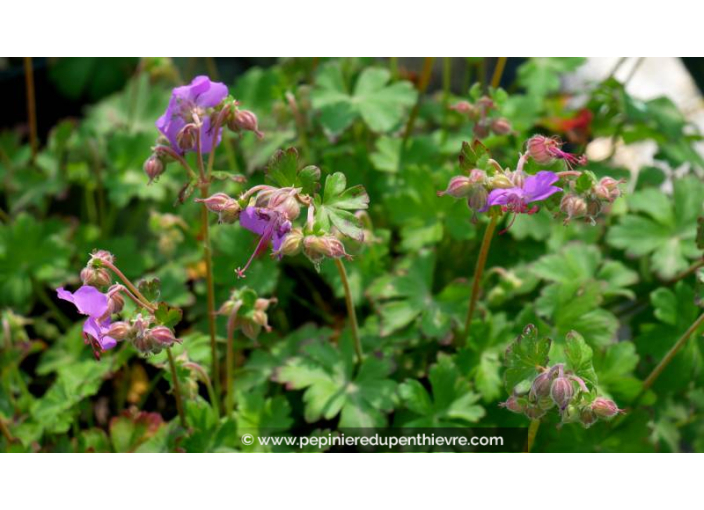 GERANIUM macrorrhizum 'Bevan's Variety' - Printemps