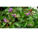 GERANIUM macrorrhizum 'Bevan's Variety' - Printemps