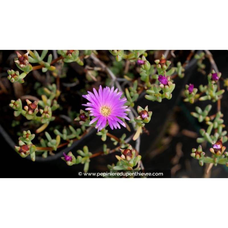 LAMPRANTHUS roseus - Printemps