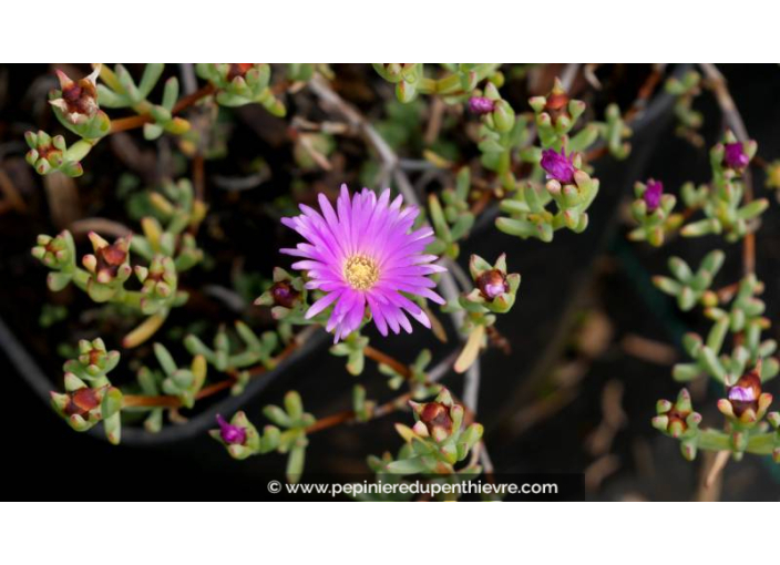 LAMPRANTHUS roseus - Printemps