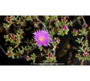 LAMPRANTHUS roseus - Printemps