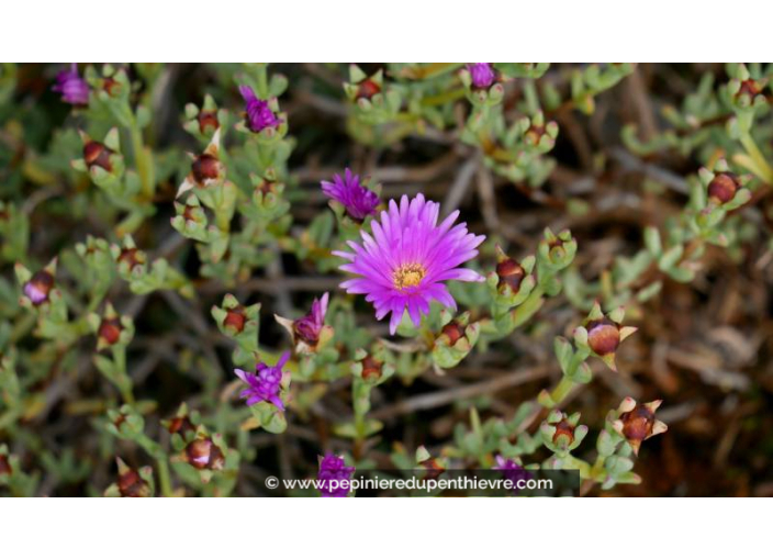 LAMPRANTHUS roseus - Printemps