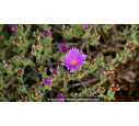 LAMPRANTHUS roseus - Printemps